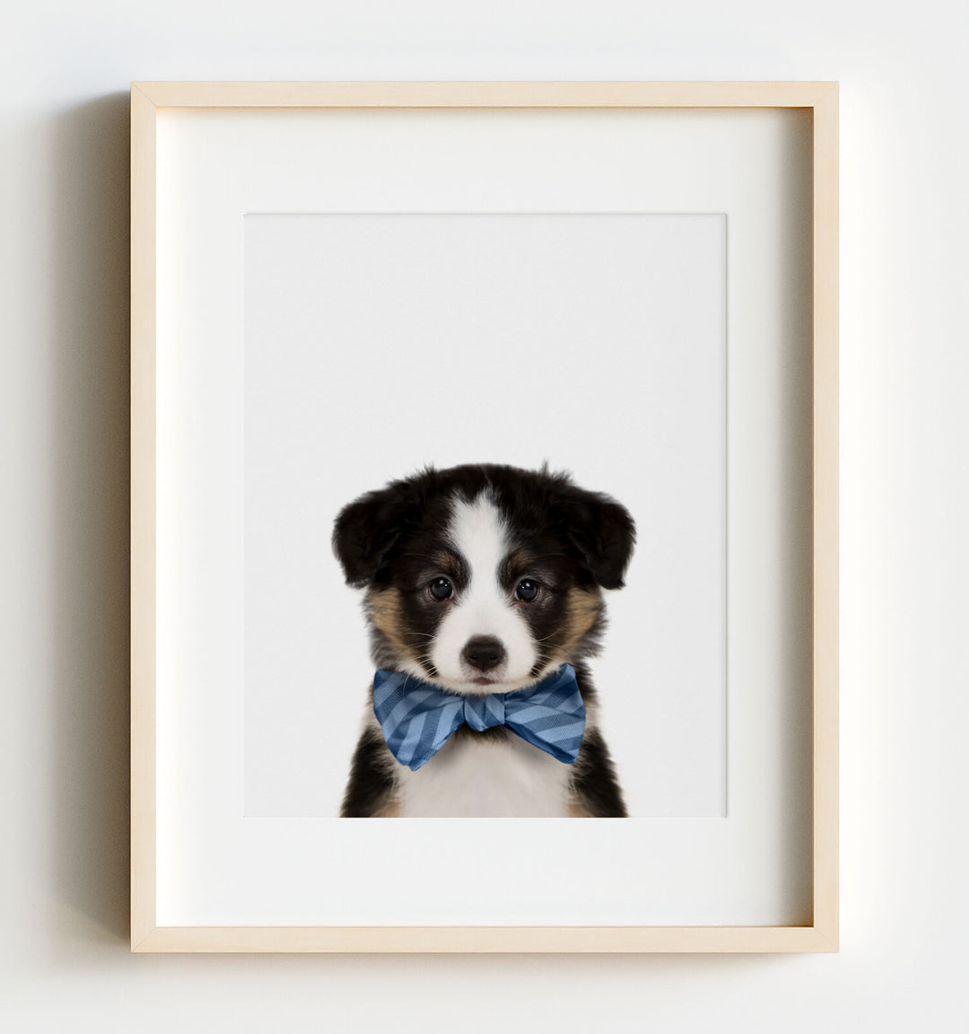 Border Collie Dog puppy available as Framed Prints, Photos, Wall Art and  Photo Gifts