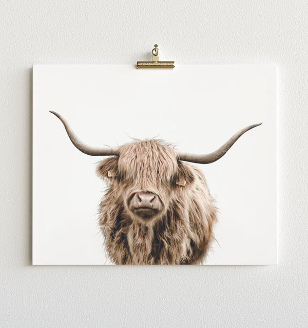 Highland Cow No. 3