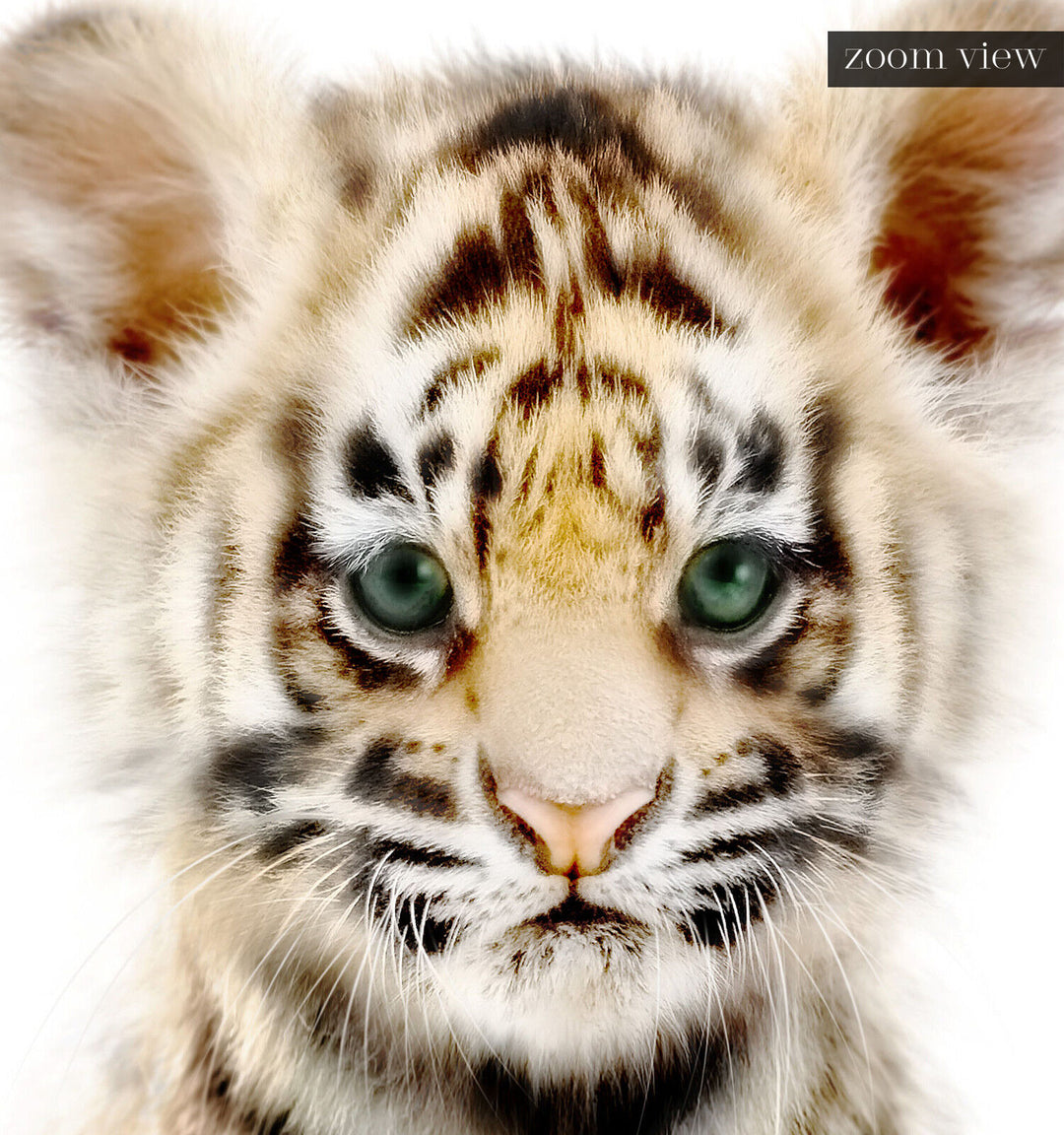 Baby Tiger No. 1