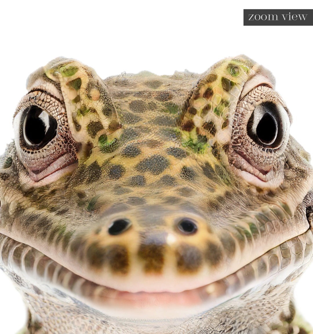 Baby Alligator Art Print - zoom view