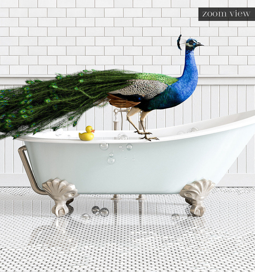 Peacock in Blue Bathtub