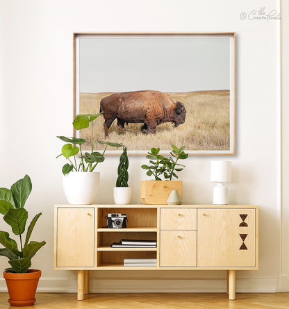 Prairie Bison — Framed