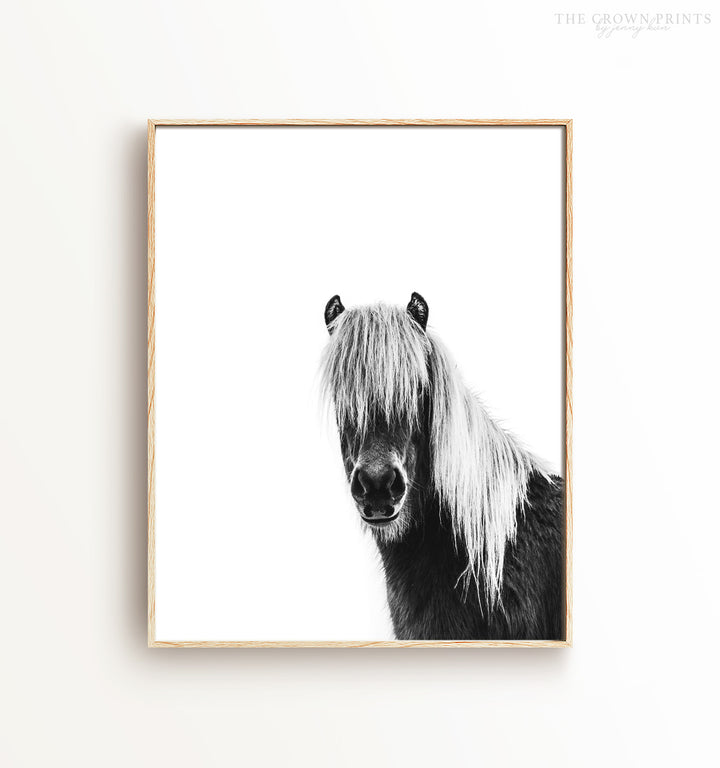 Black & White Shaggy Horse