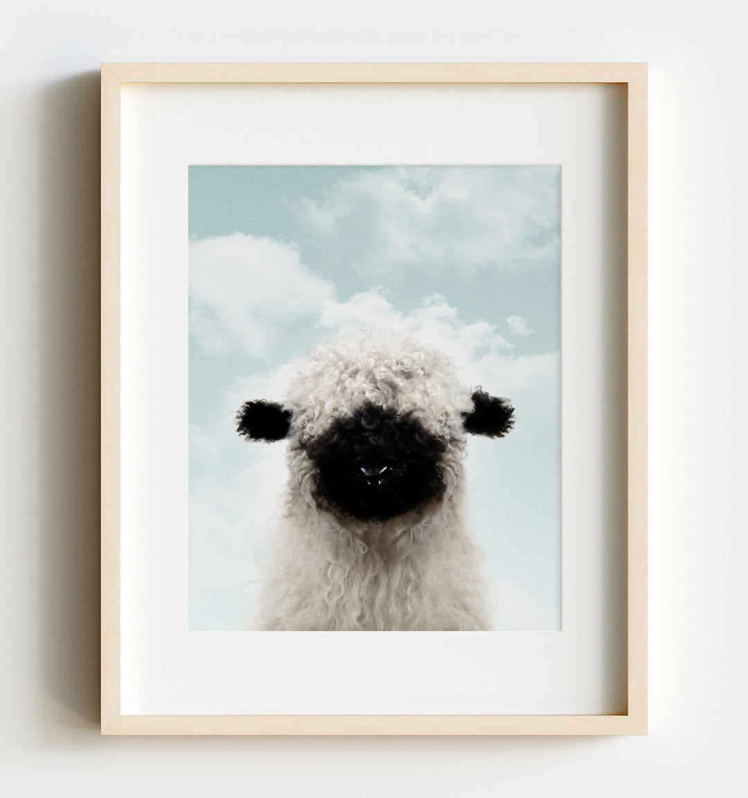 Baby Blacknose Sheep