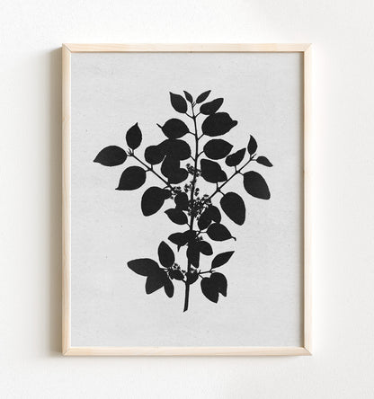 Botanical Silhouette No. 1 – Framed