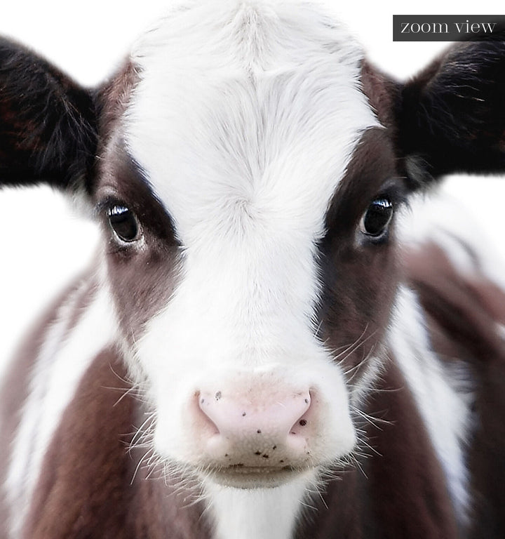 Baby Cow