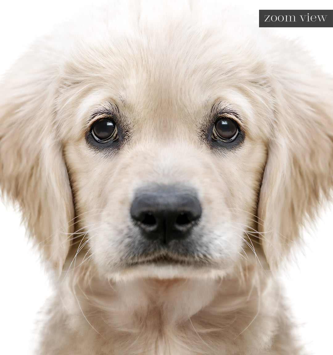 Baby Puppy Golden Retriever Portrait