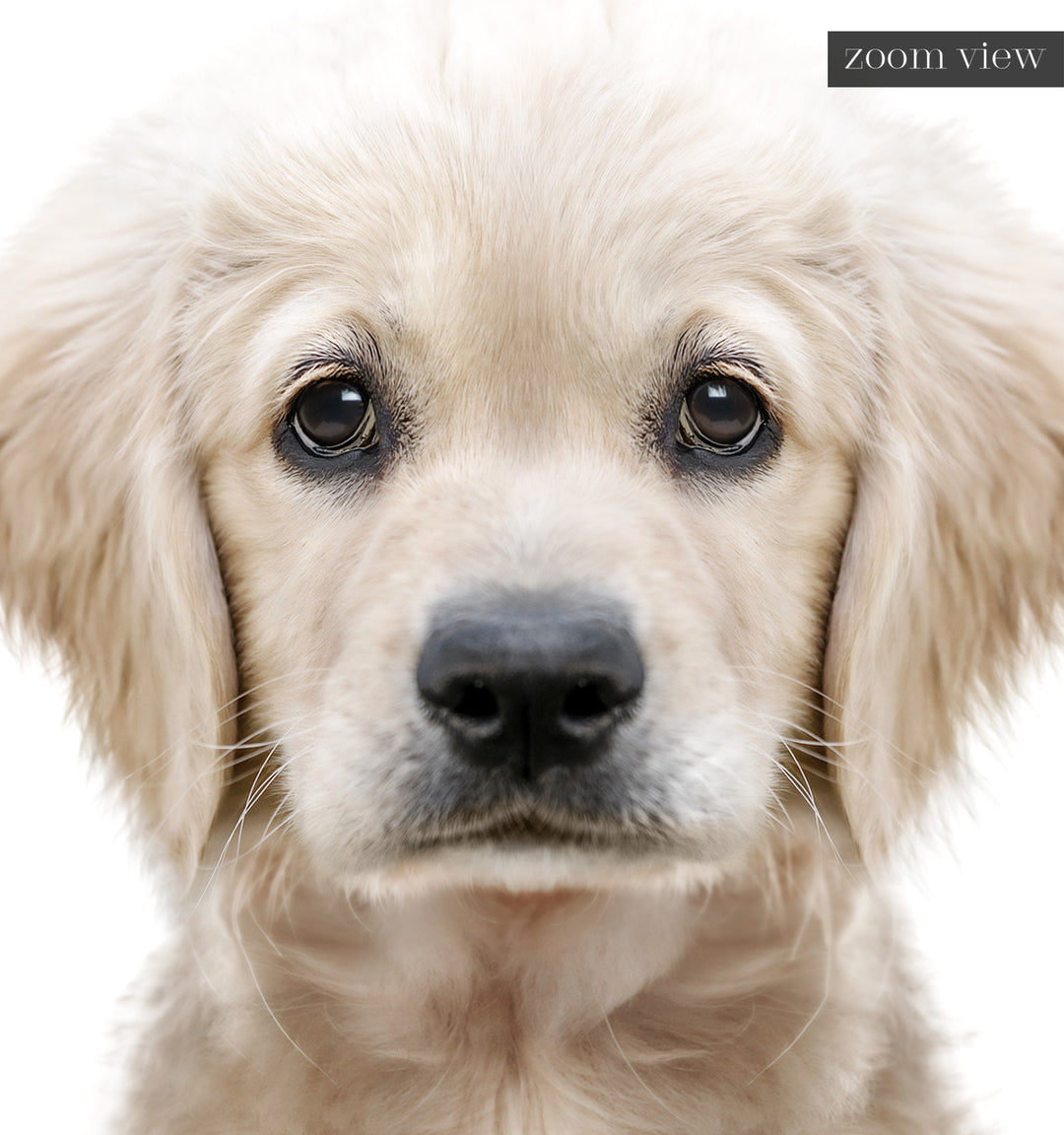 Baby Puppy Golden Retriever Portrait – The Crown Prints