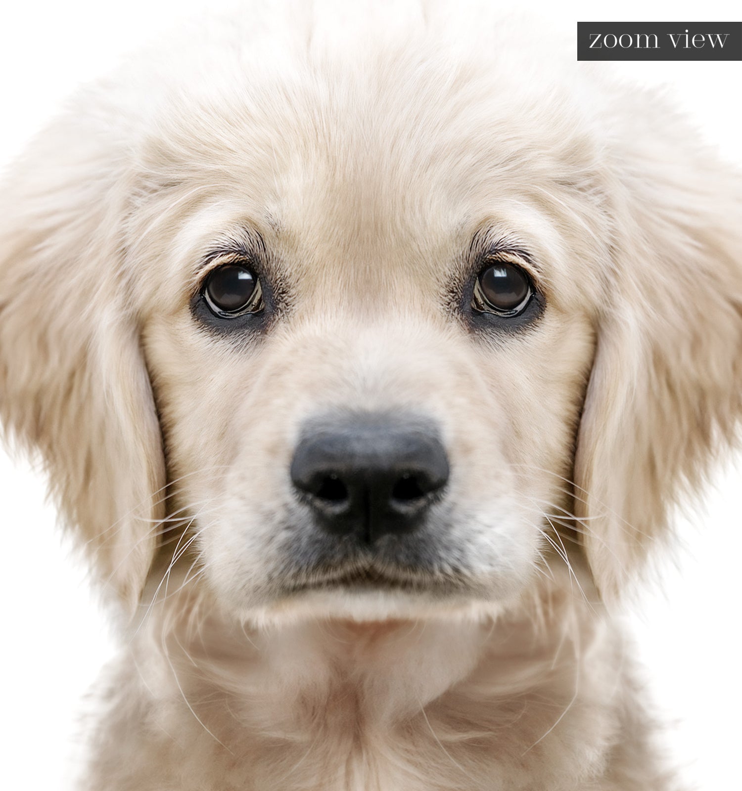 Baby Puppy Golden Retriever Portrait – The Crown Prints
