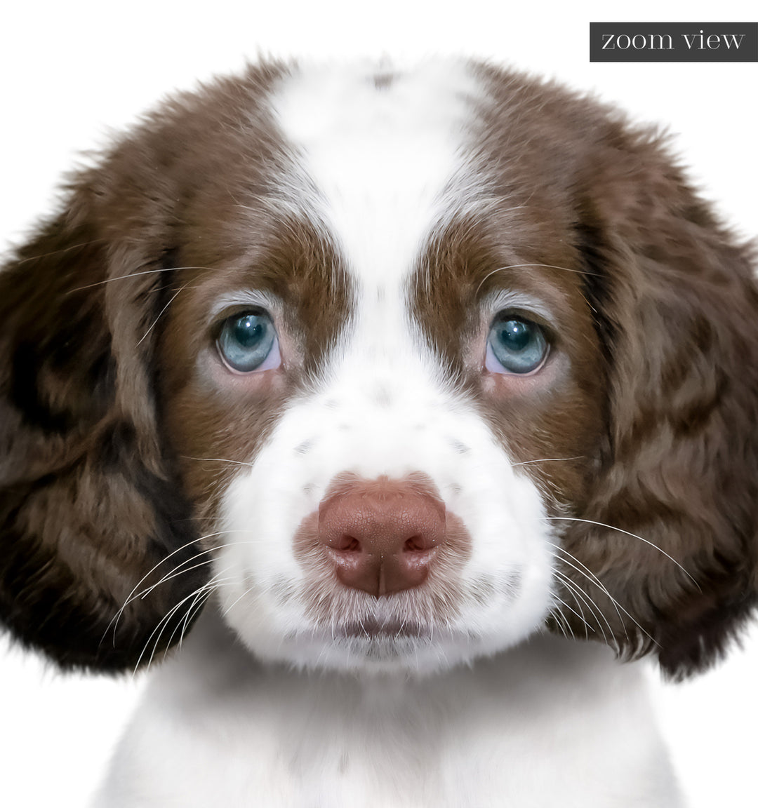 Baby Puppy Springer Spaniel Portrait