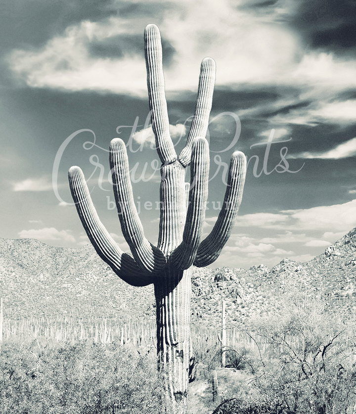 Saguaro Cactus - Steel Blue