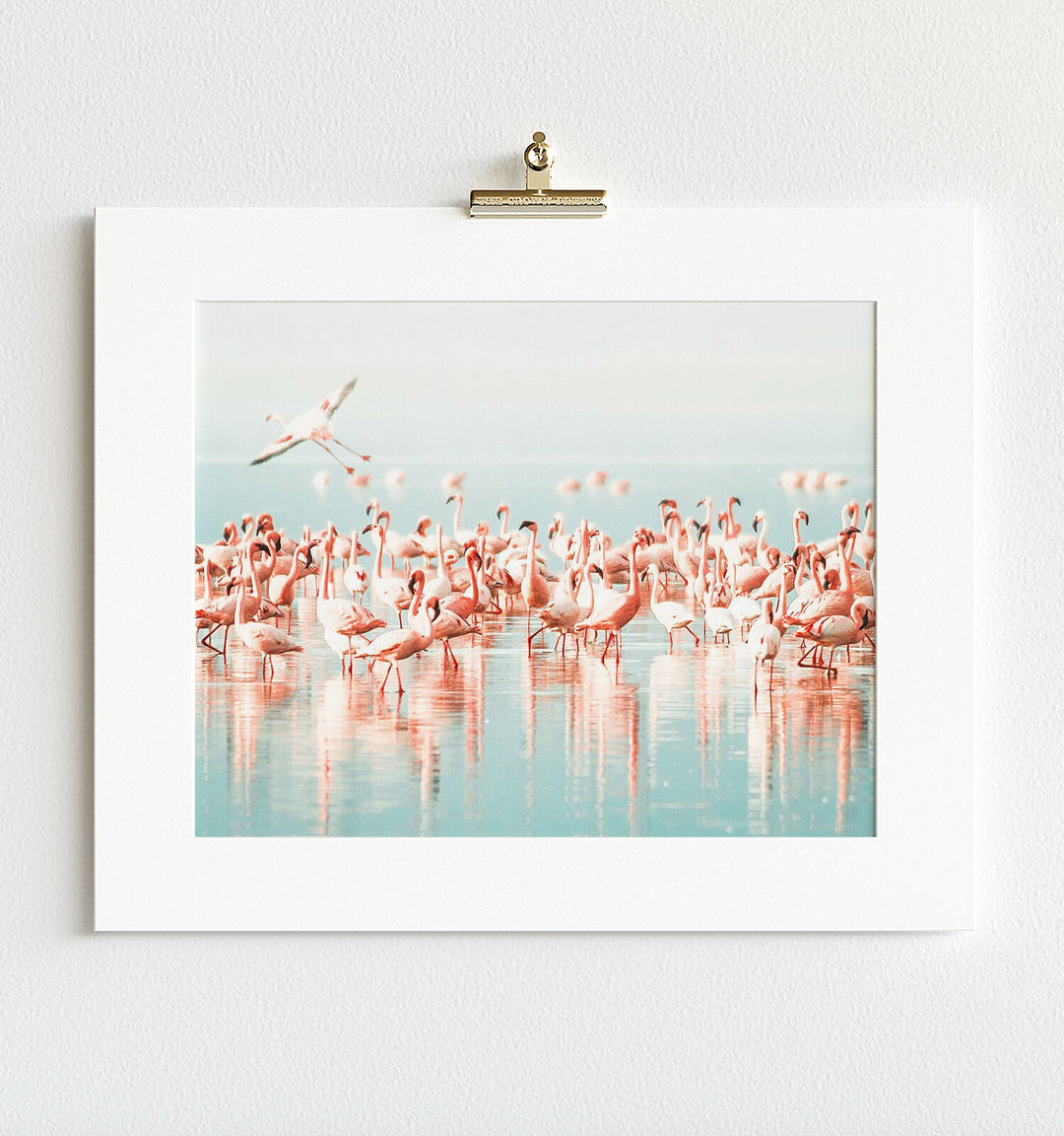 Flamingo flock
