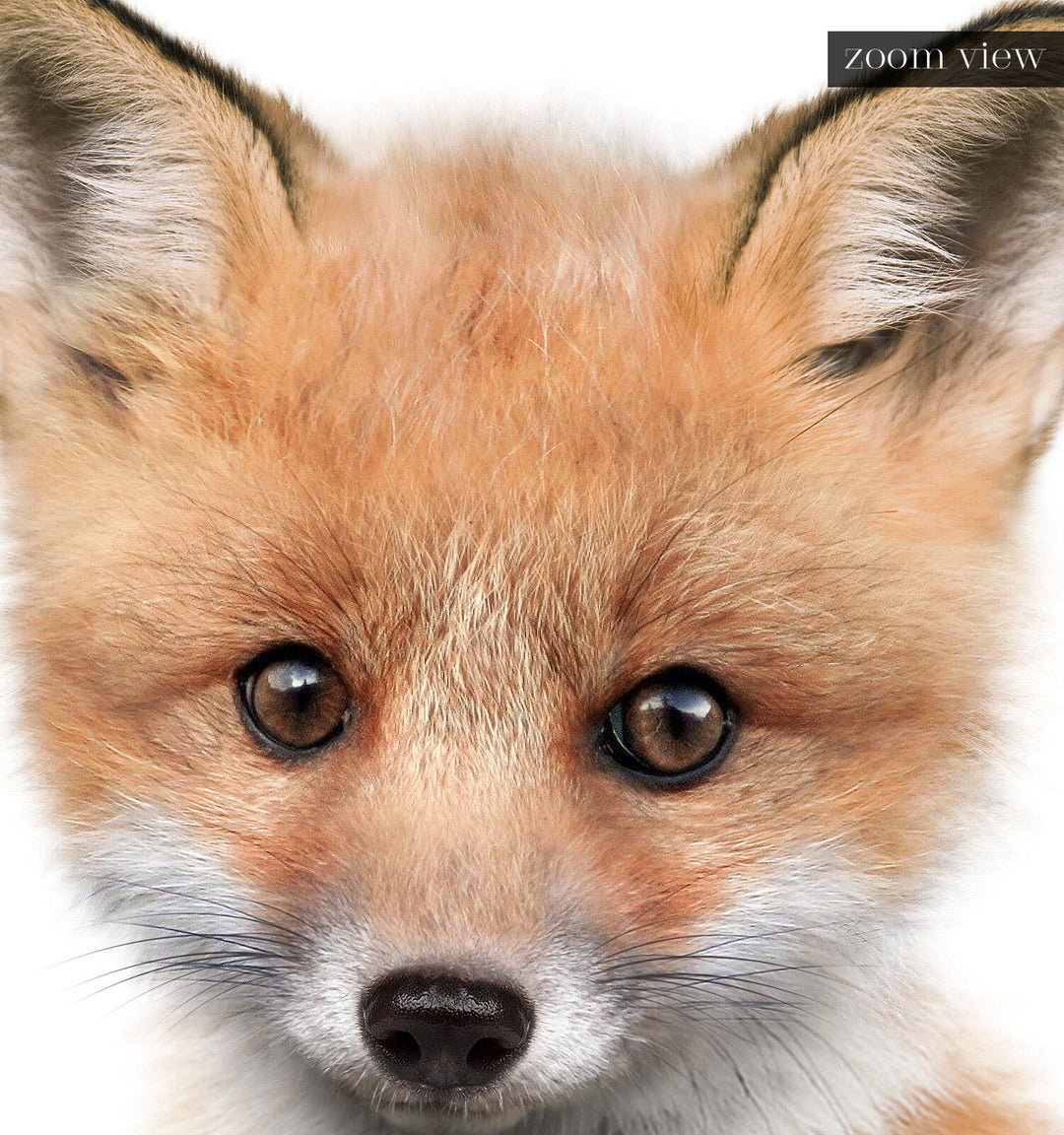 Baby Fox No. 2
