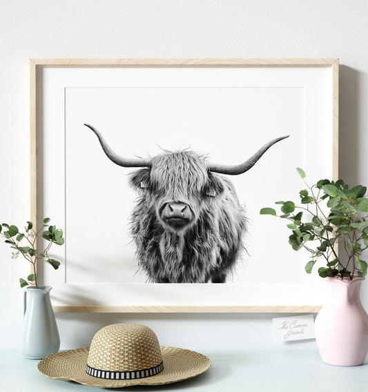 Highland Cow No. 3, Black and White