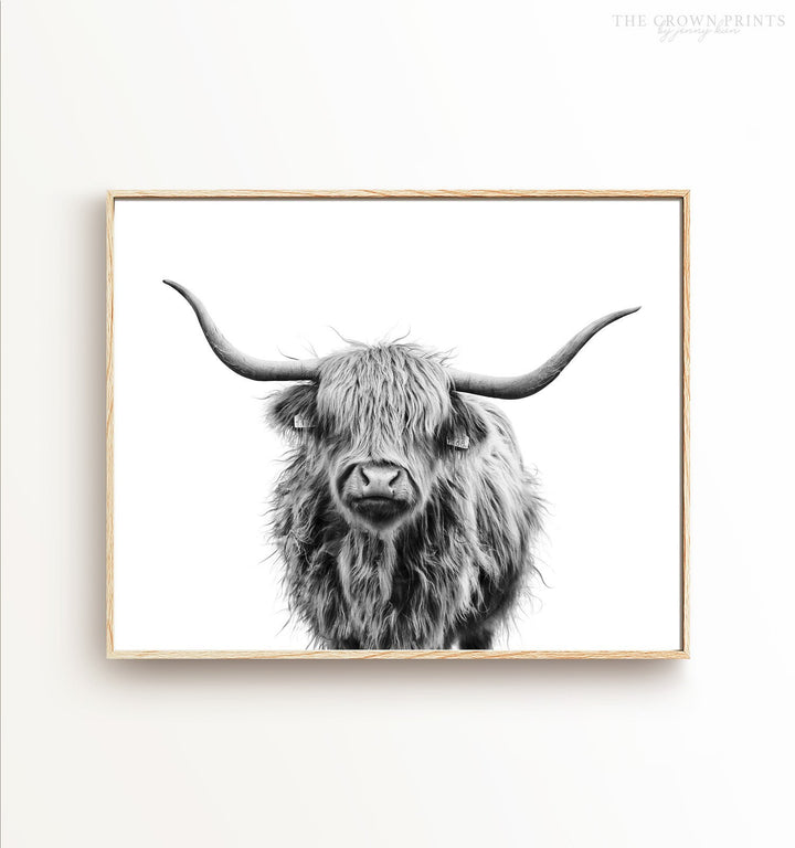 Highland Cow No. 3, Black and White
