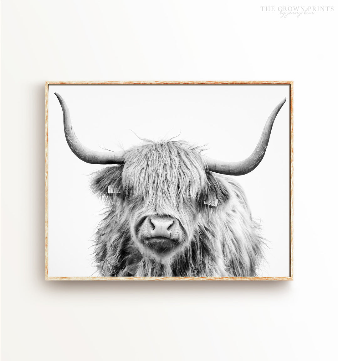 Highland Cow No. 3 Head Shot, Black and White