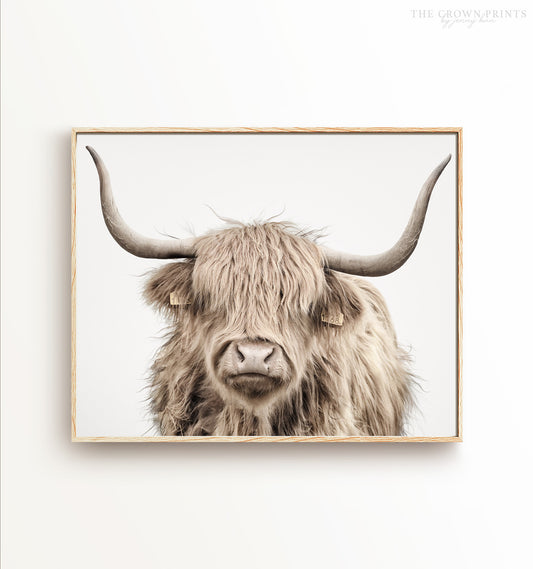 Highland Cow No. 3 Head Shot