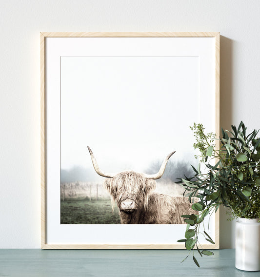 Highland Cow No. 2