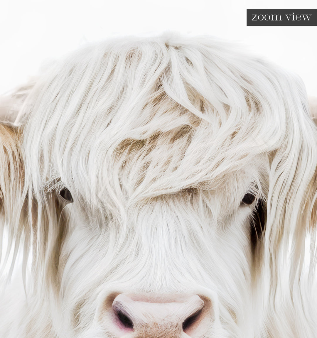 Highland Cow – The Crown Prints