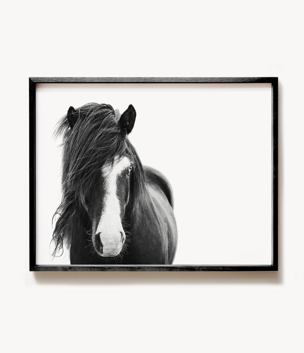 Black & White Icelandic Horse Print - The Crown Prints