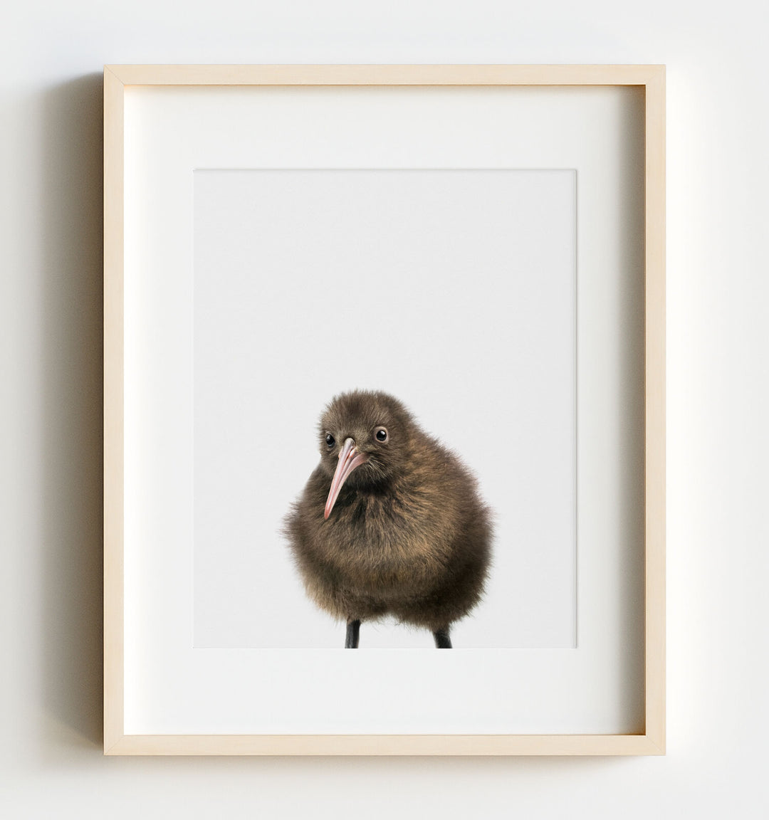 Baby Kiwi Bird