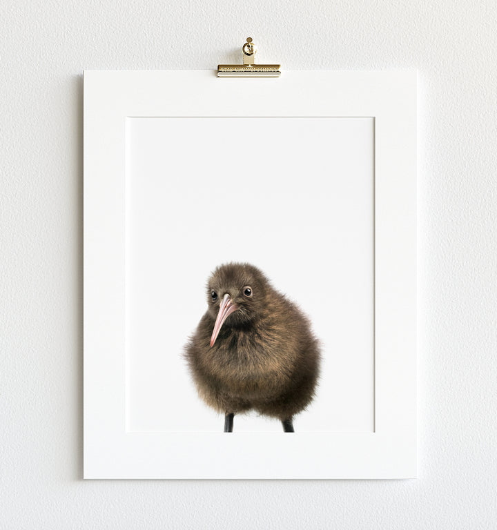 Baby Kiwi Bird