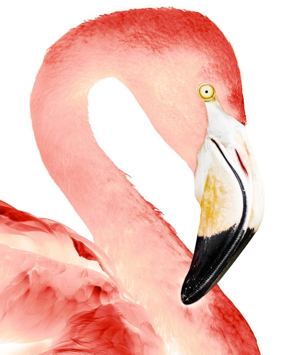 Illuminated Flamingo Print - The Crown Prints