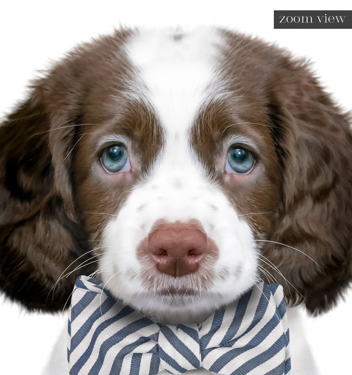 Baby Puppy Springer Spaniel Portrait