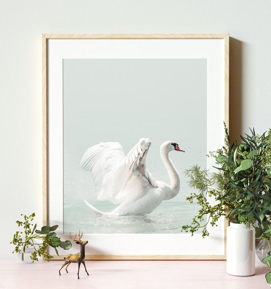 Swan