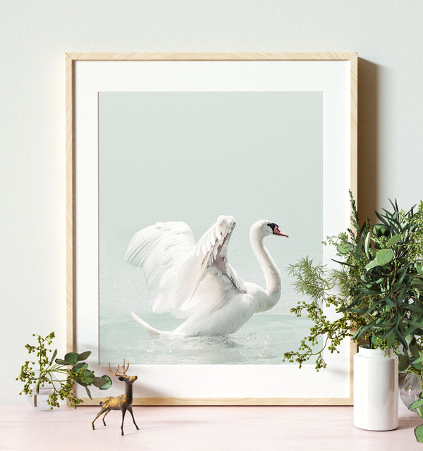 Swan — Framed Art