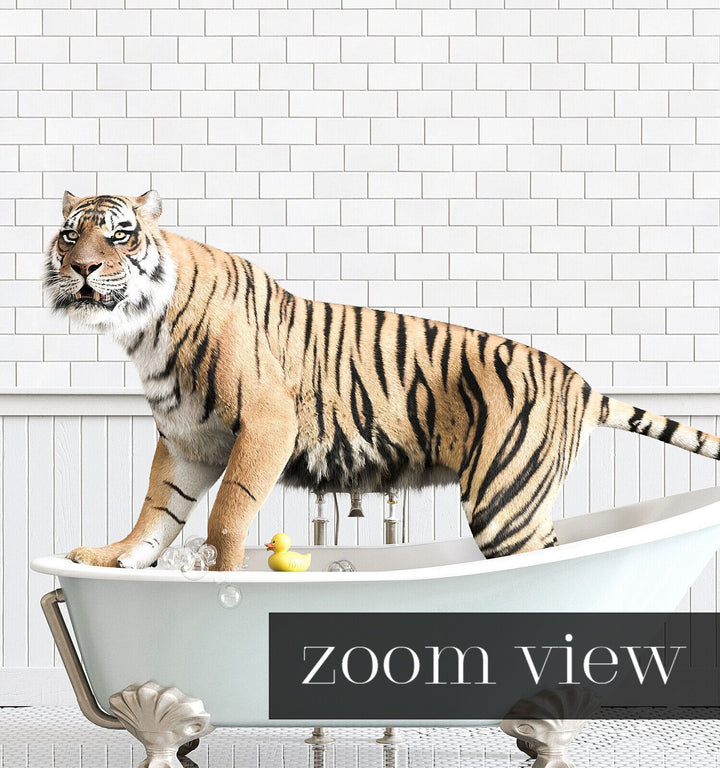 Tiger in Blue Bathtub