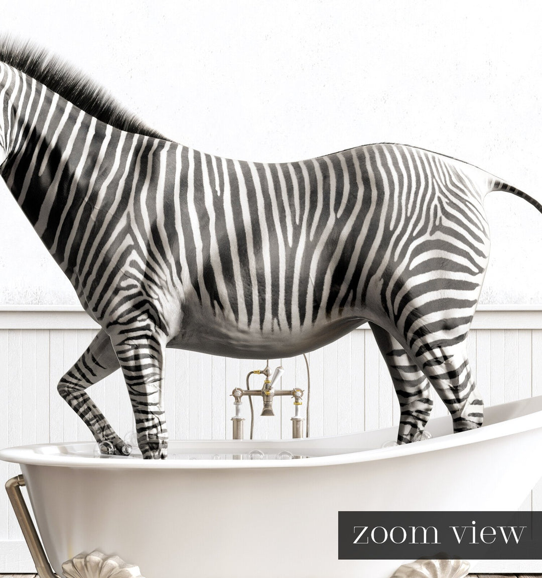 Zebra in White Bathtub